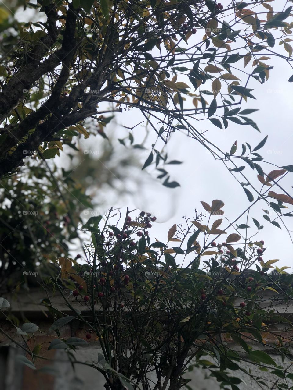 Plantas Jardin Verde Follaje Cielo