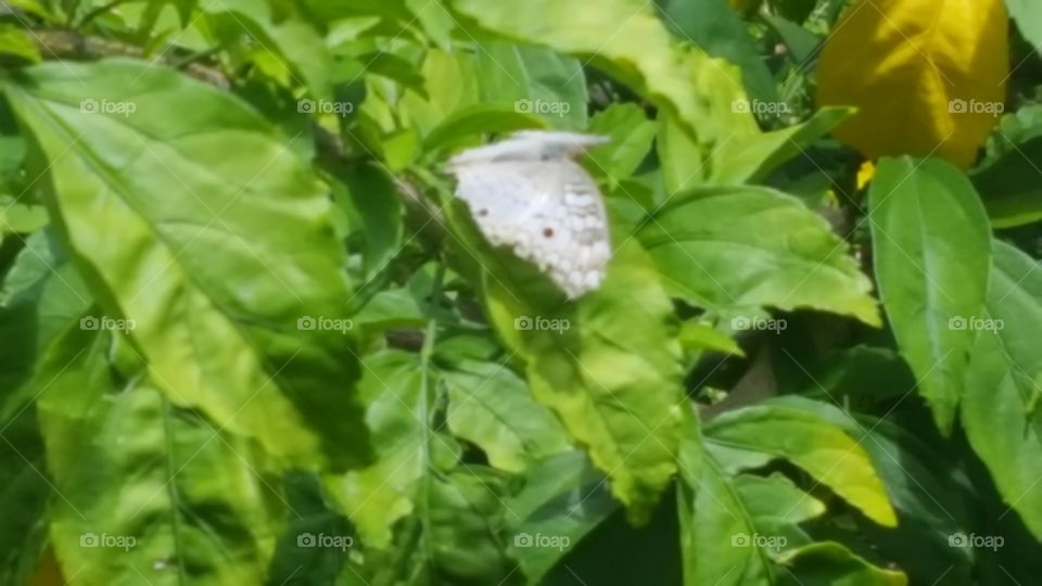 White Butterfly