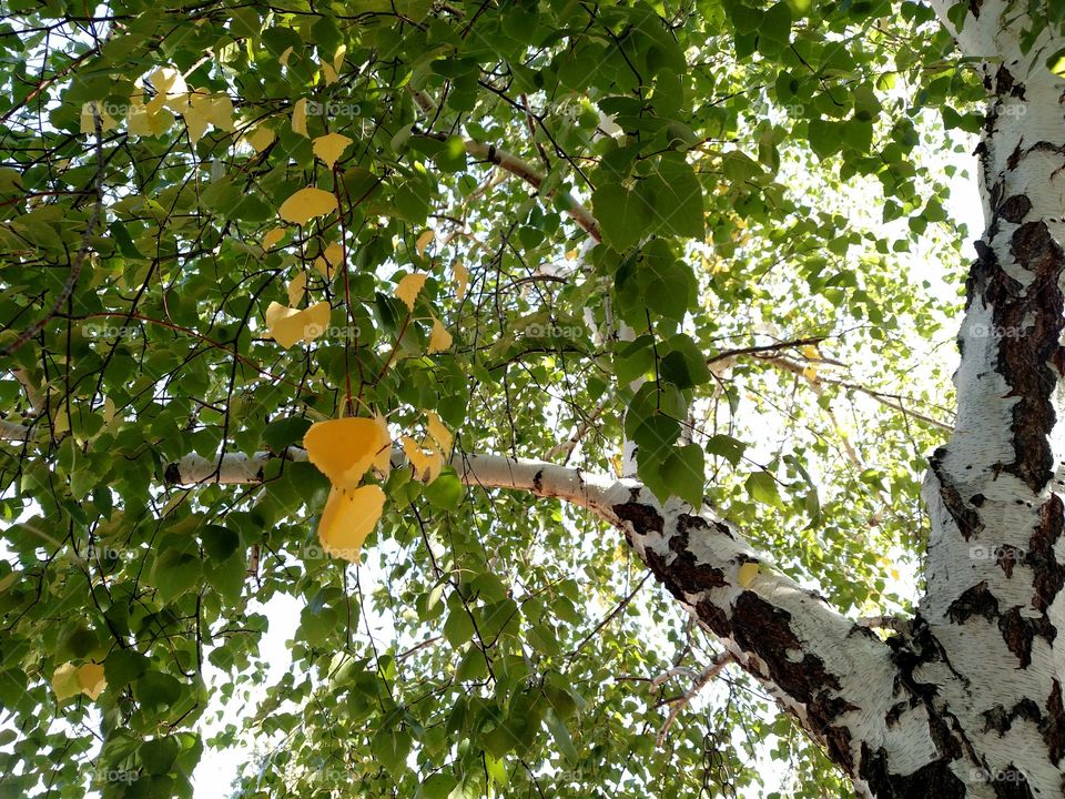 Autumn is coming. Leaves turning color in Fall