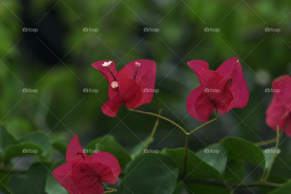 Pink flowers with paper-thin petals