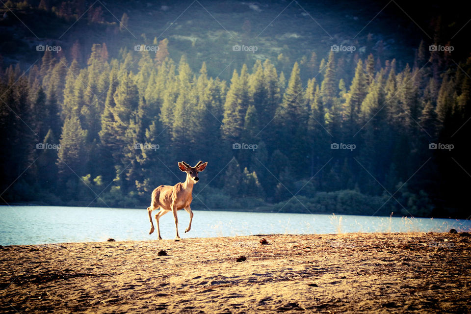 Mule Deer