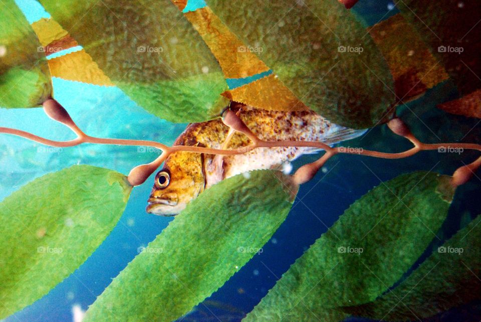 Camouflaged fish in an aquarium
