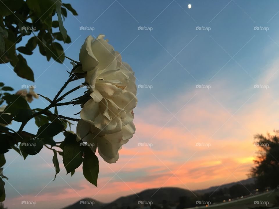 Roses at sunset 