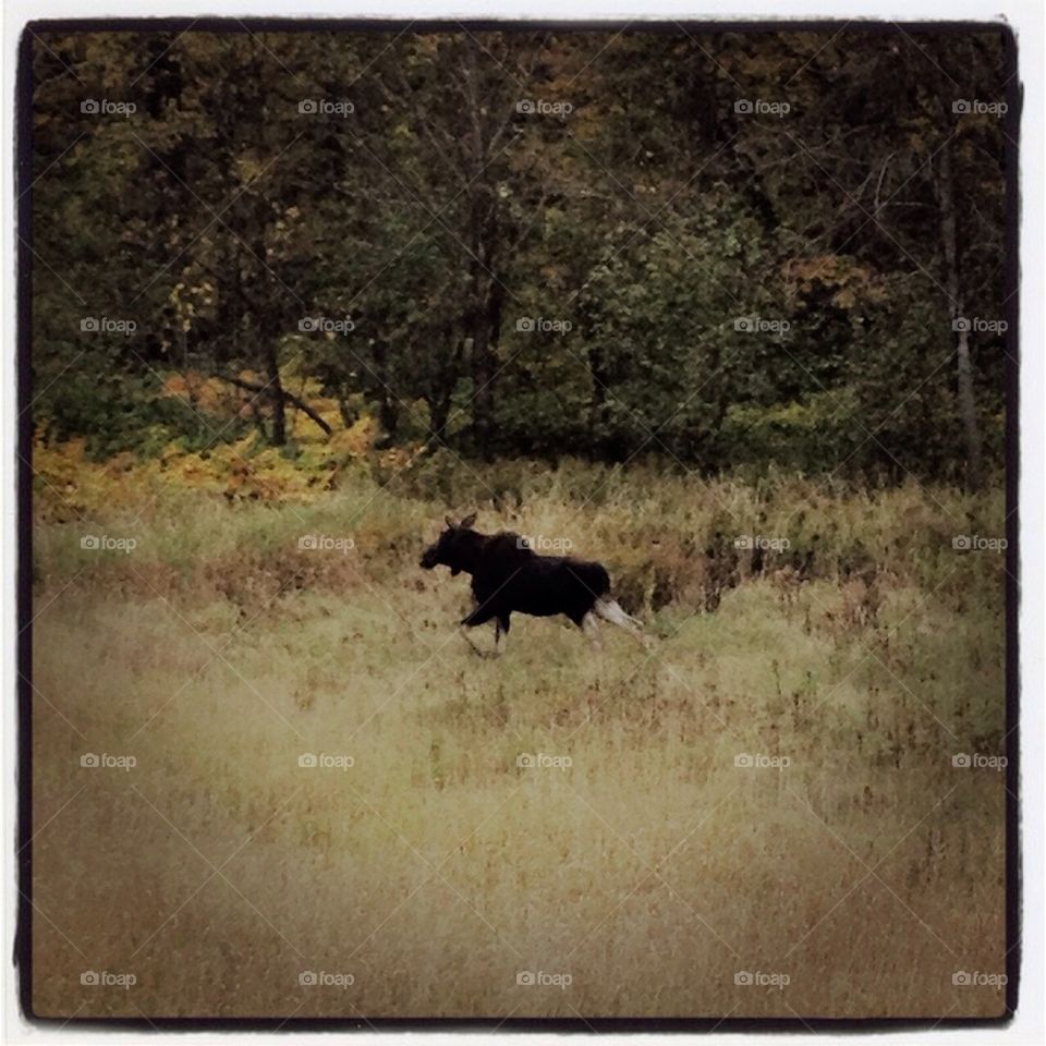 Moose in the Wild