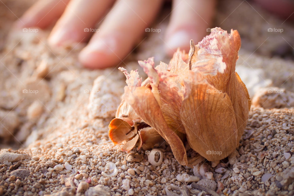 wilted flower on the beach