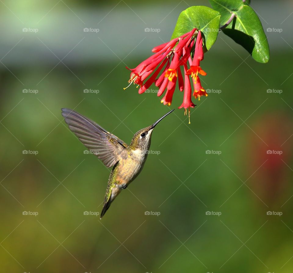 hummingbird feeding from honeysuckle  plant