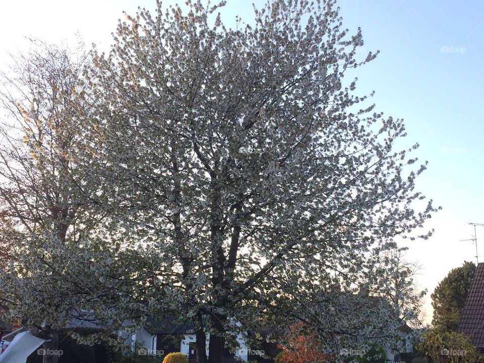 Cherrytree in bloom