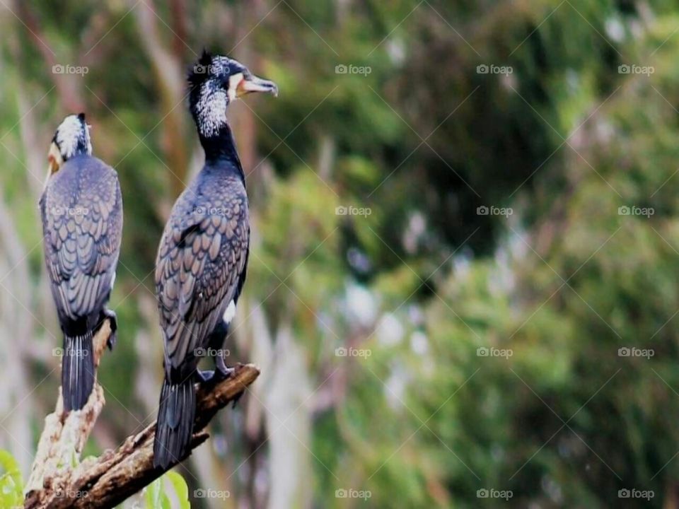 It is not only fine features that make fine birds.