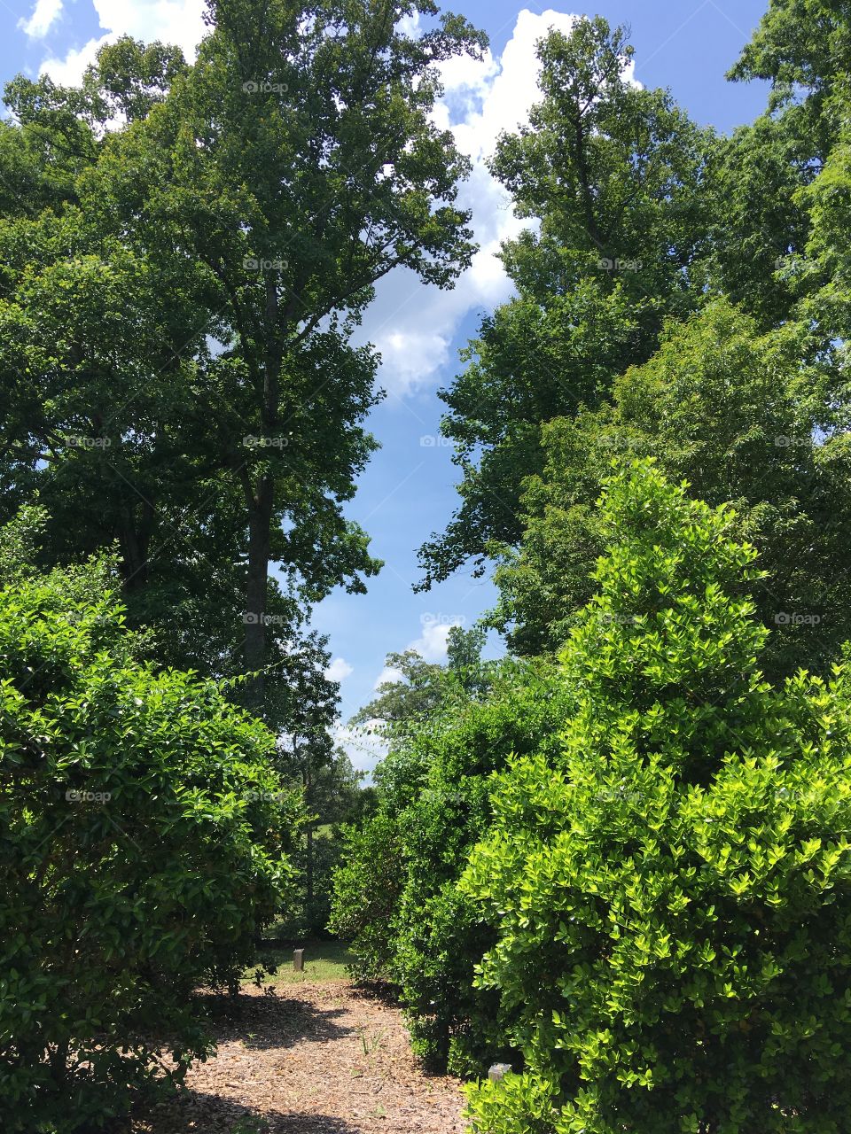 Texture in landscaping. 