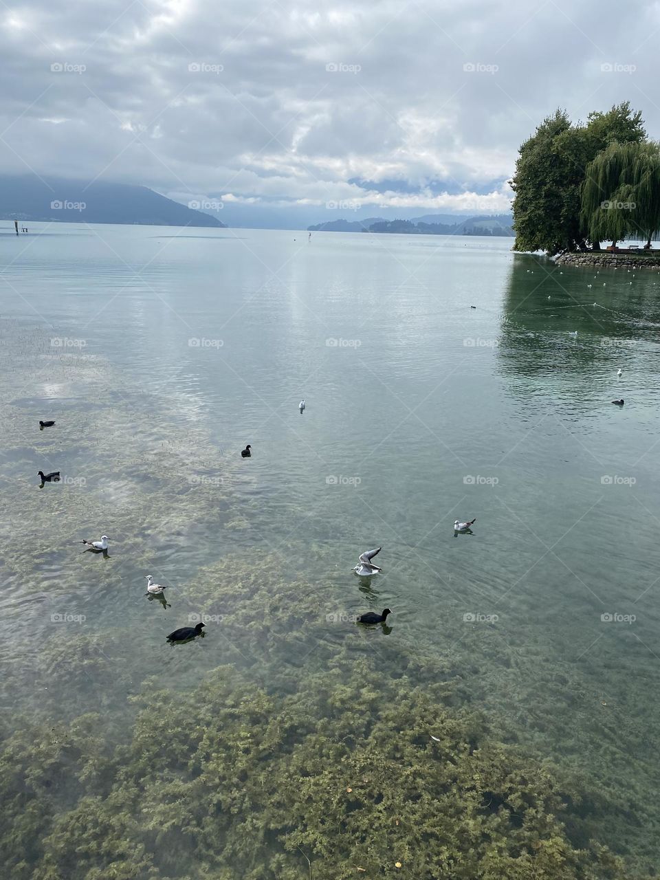 beautiful Swiss landscapes of a Swiss lake with the Alps and a ship on the water.  autumn is coming