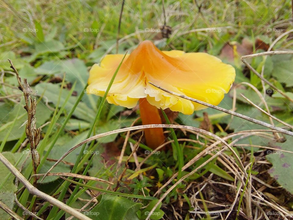 bright yellow toadstool