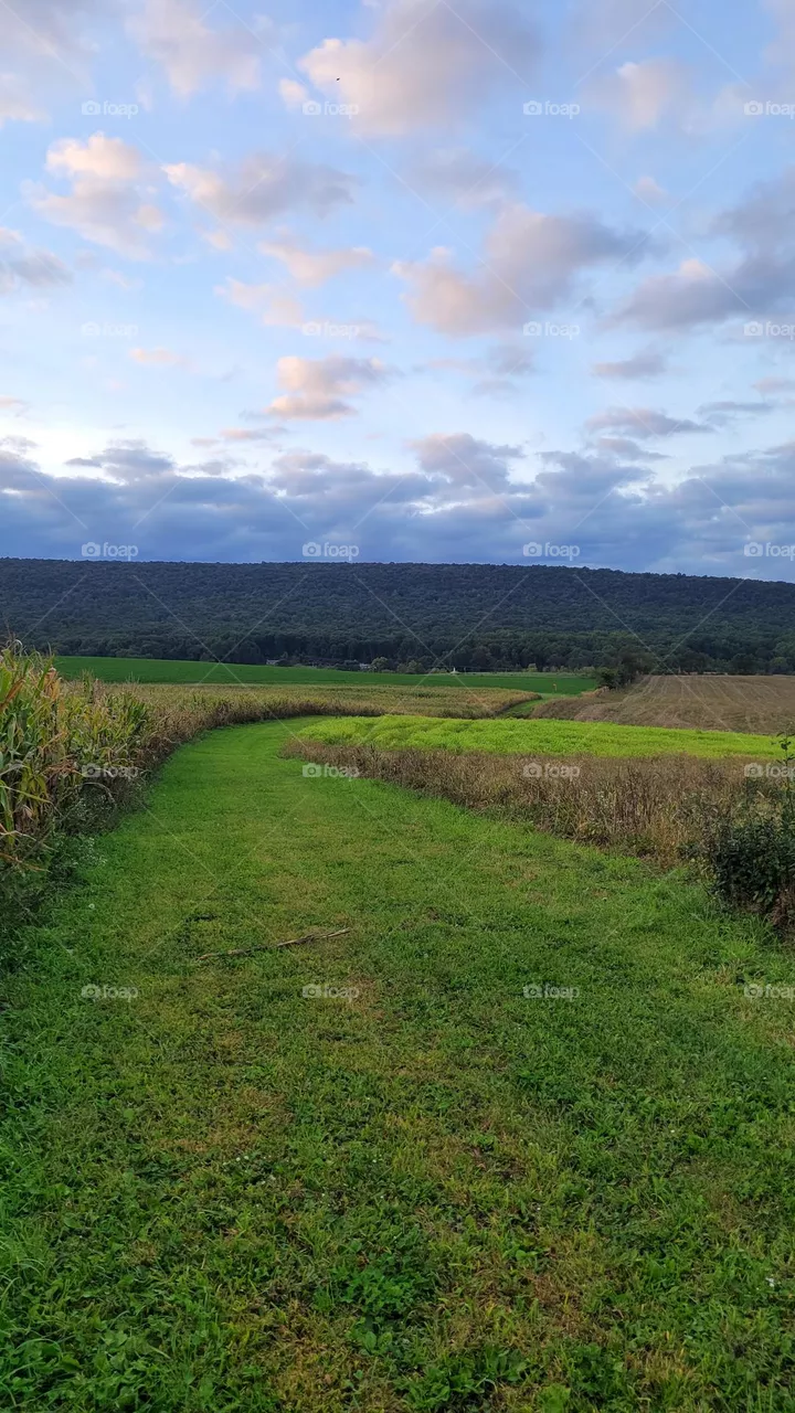 Corn trail