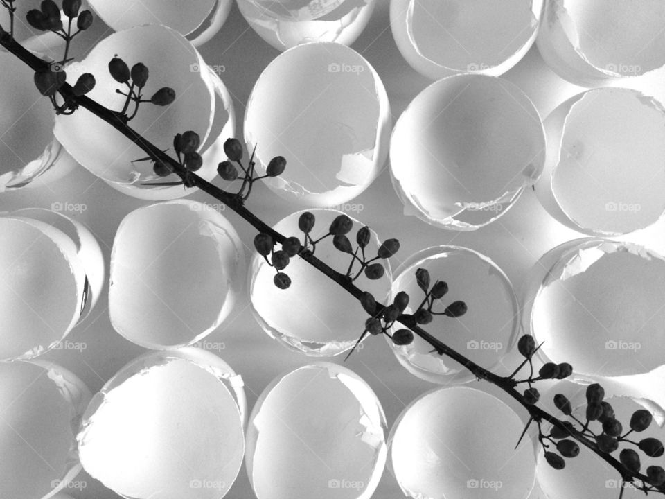 View of broken chicken eggshells