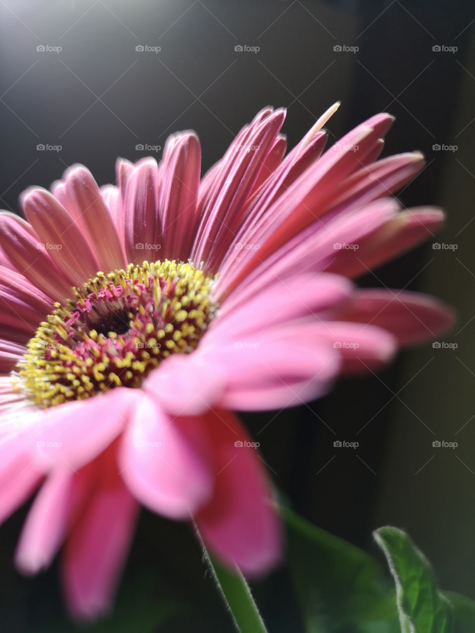 Pink gerbera. Nice flower
