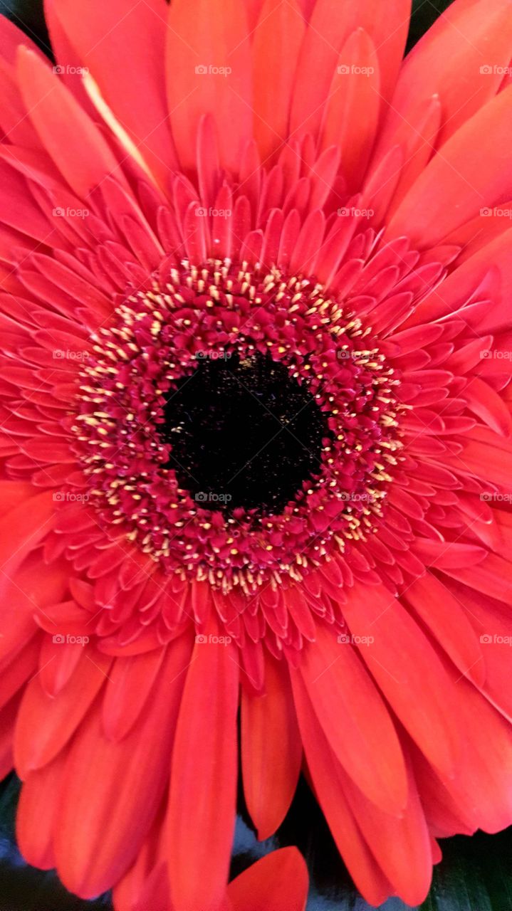 Looking through the eye  a gerbera daisy...