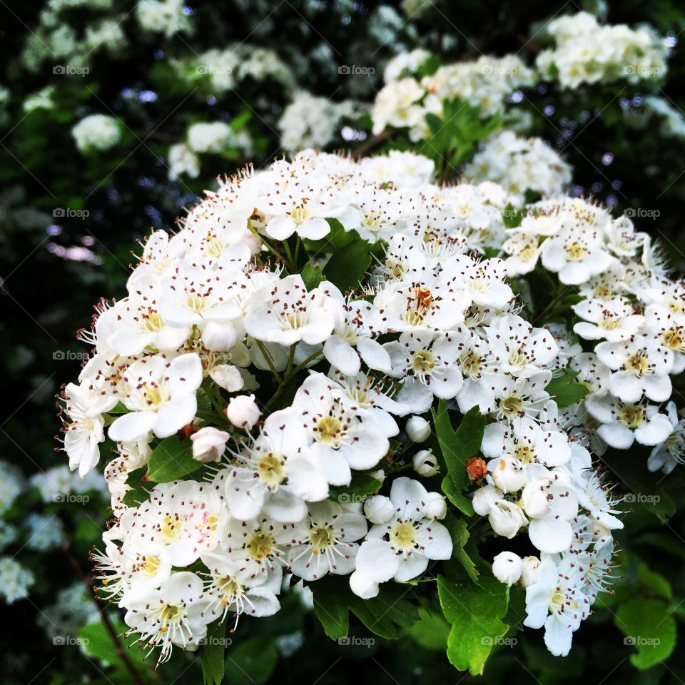 Spring flowers in Germany