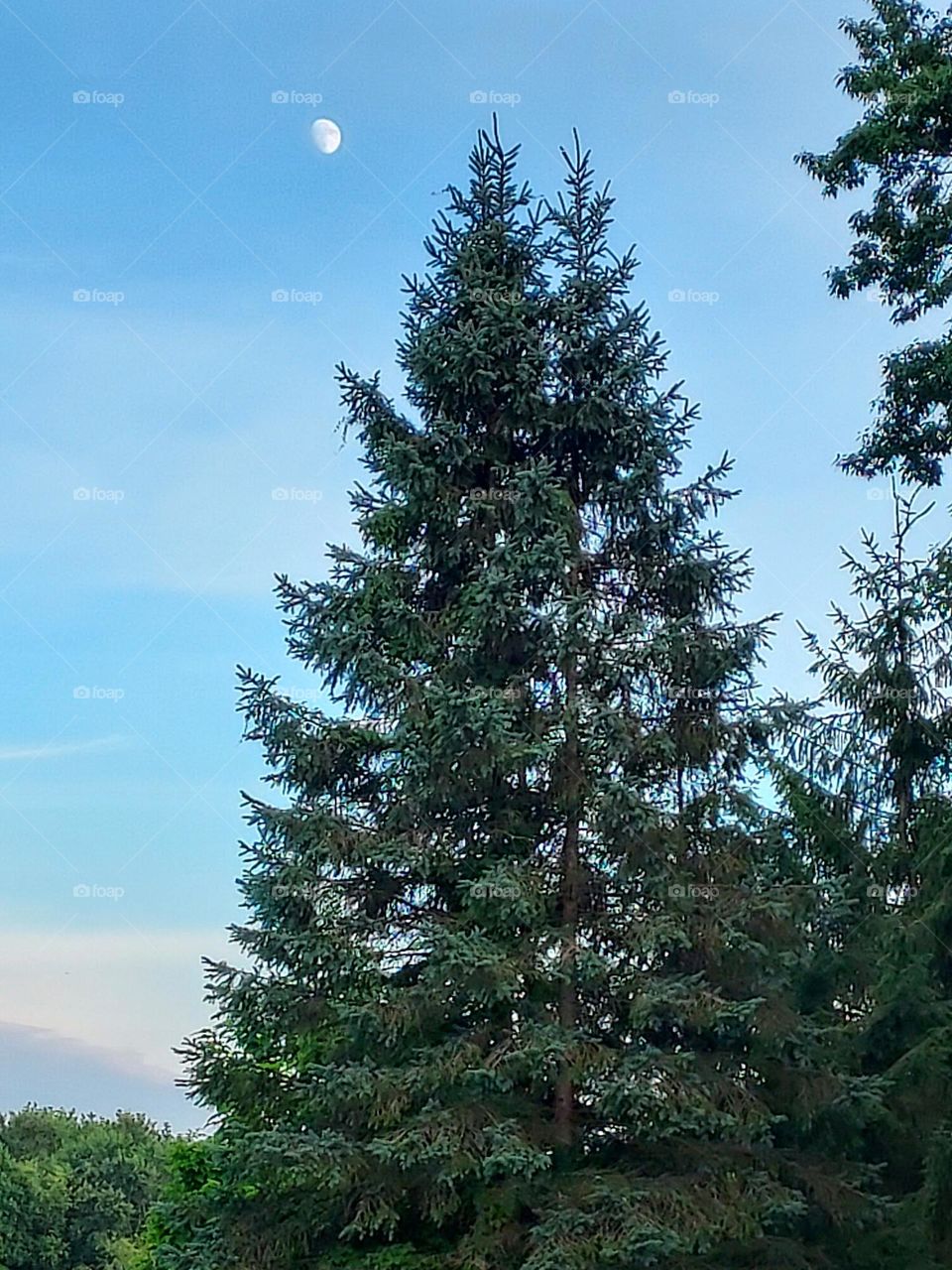 moon and pines in blue sky