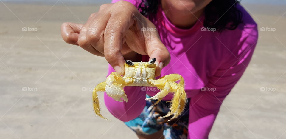 Crab known as Maria Farinha on the beaches of Pernambuco, Brazil.