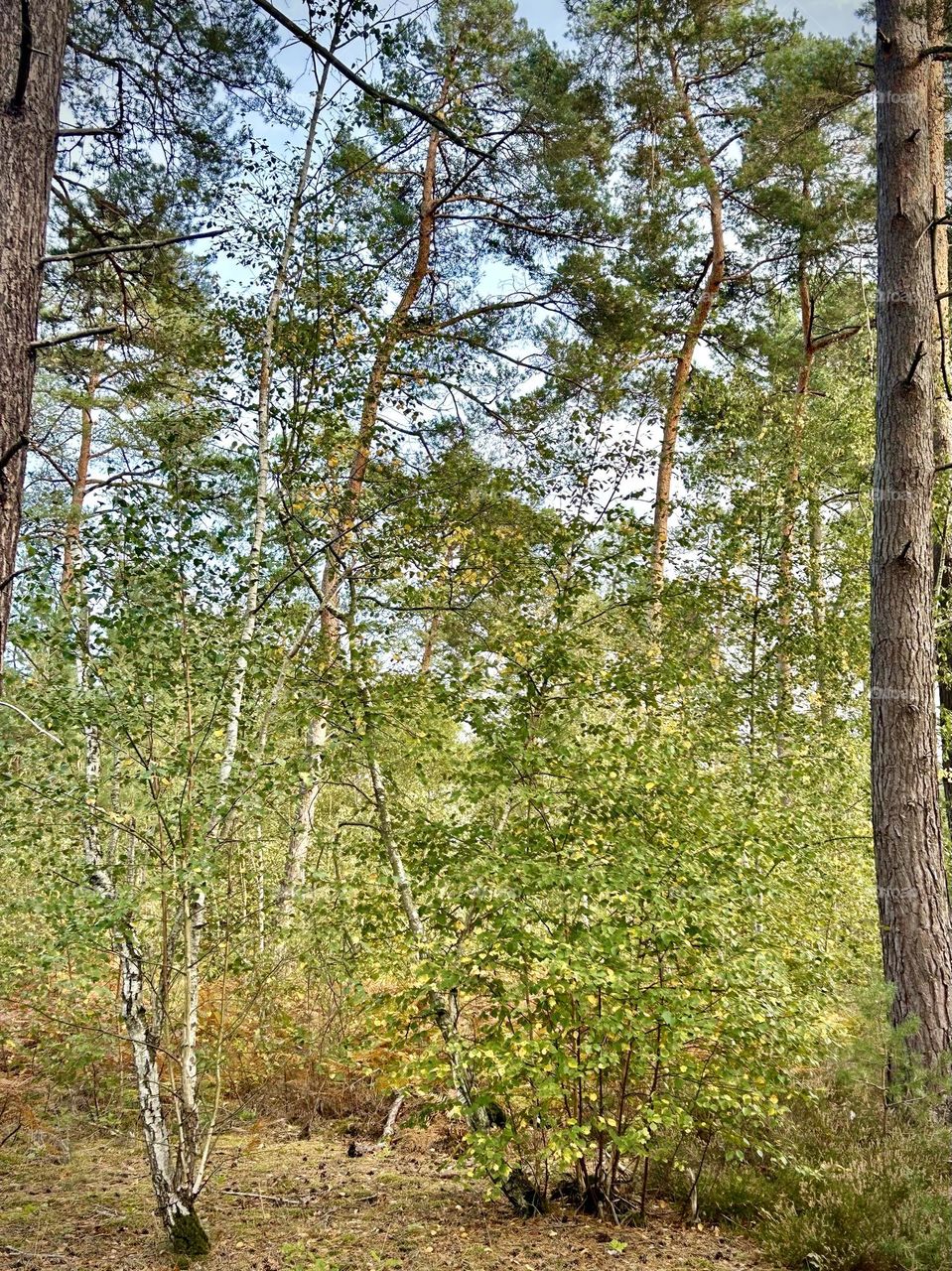 Automne , Forêt d’Ermenonville Octobre 2023 . 