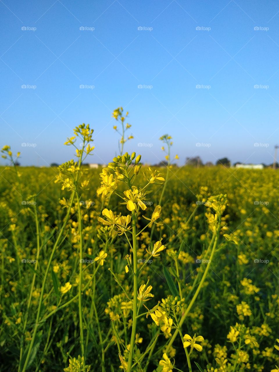 Close up of yellow mustard flowering plant on field