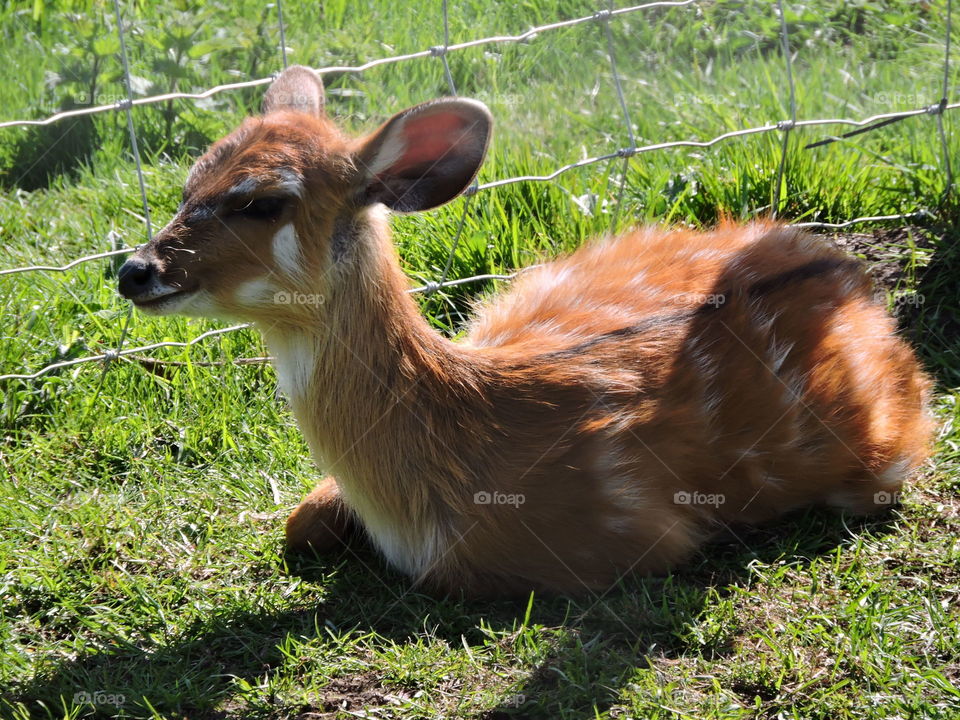 A close up of a deer