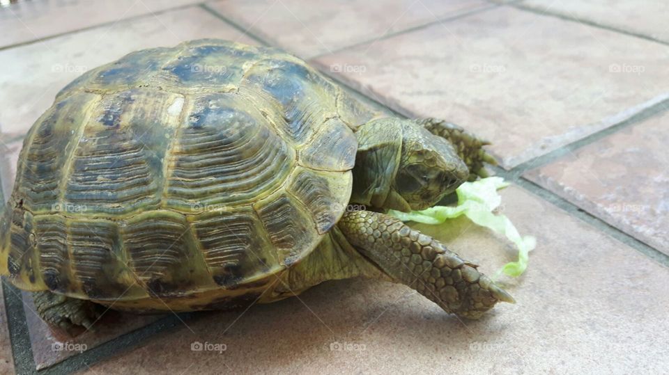 My lil Turtle
