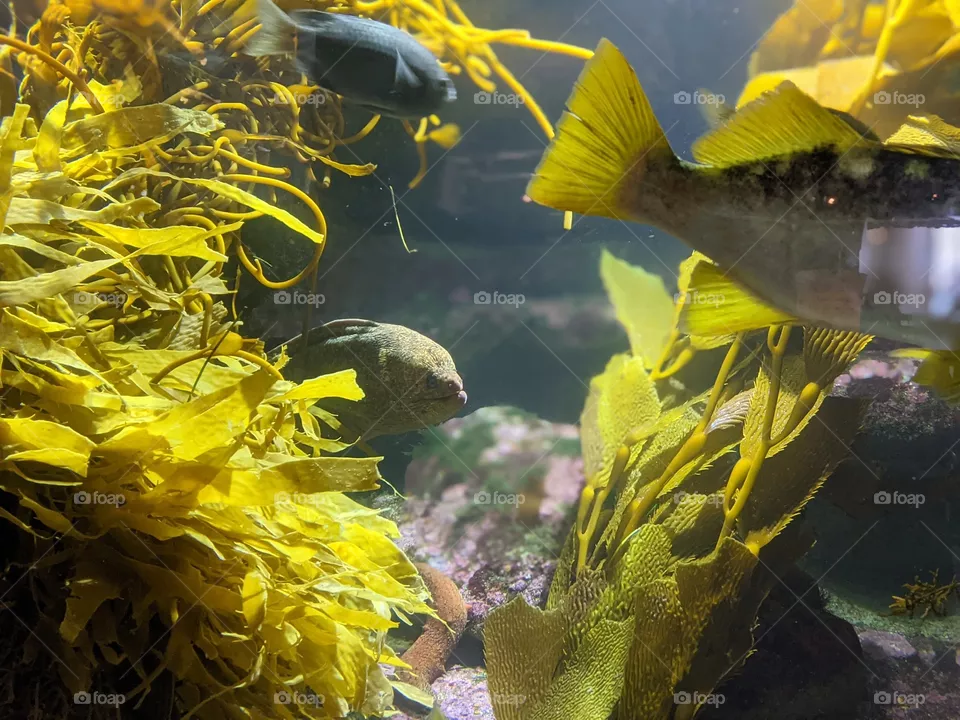Eel