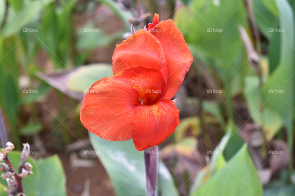 red canna lily in Rock Garden Nerul India. Photo taken by April 18,2018 at 18.29