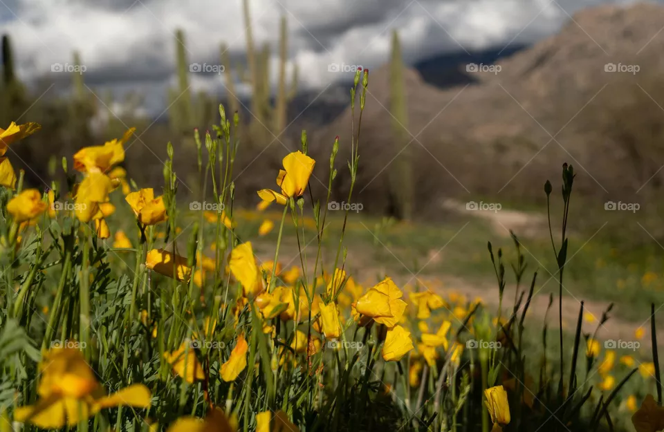 Spring 