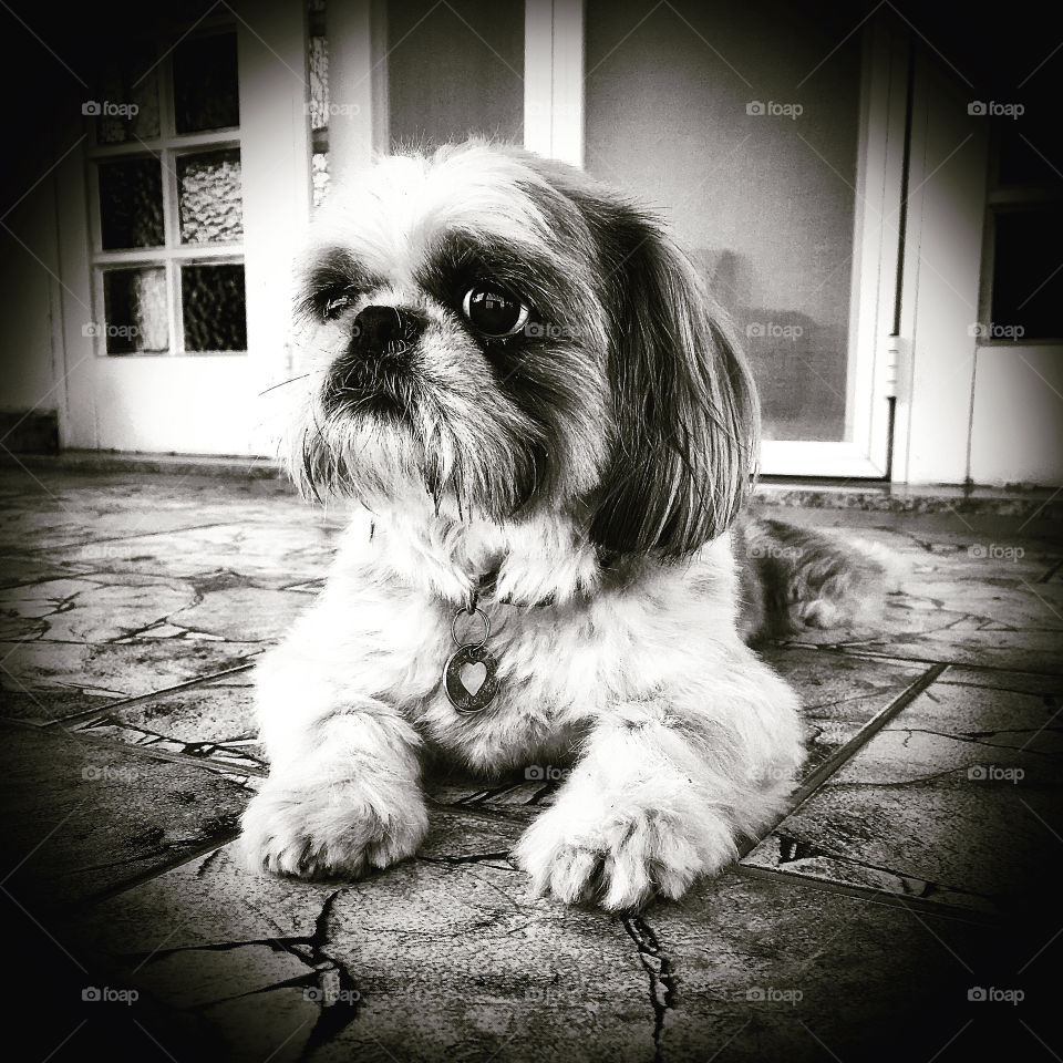 🇺🇸 Always attentive and vigilant our little dog!  / 🇧🇷 Sempre atenta e vigilante nossa cadelinha!
🐶 📸 #FOTOGRAFIAéNOSSOhobby
#cachorro #dog #pet #pequinês #Pepita #selfie #photography 