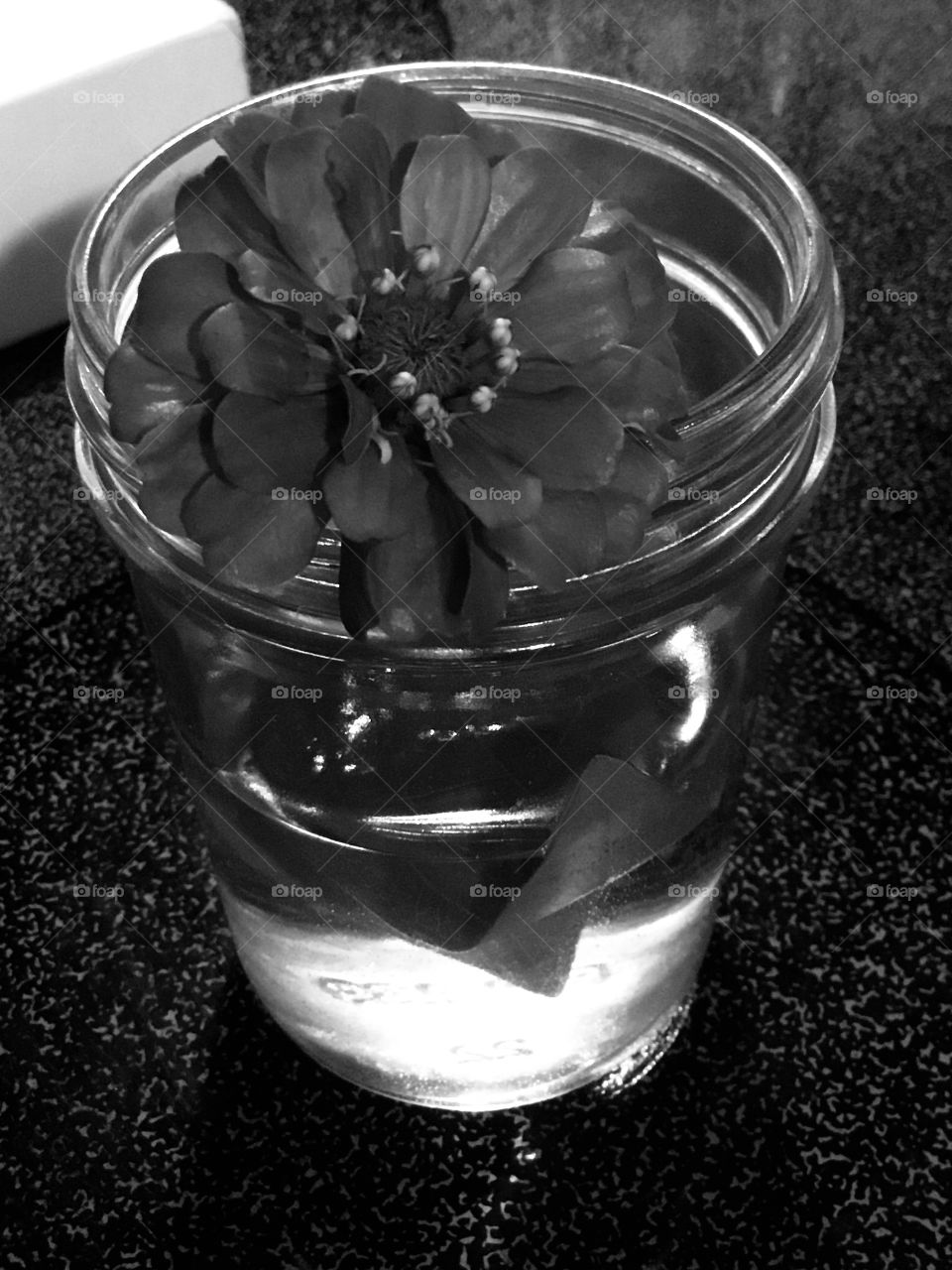 A sweet flower gently resting on the circular lip of the mason jar found in the woods of South Georgia. 