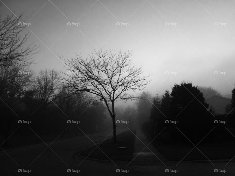 Foggy and trees