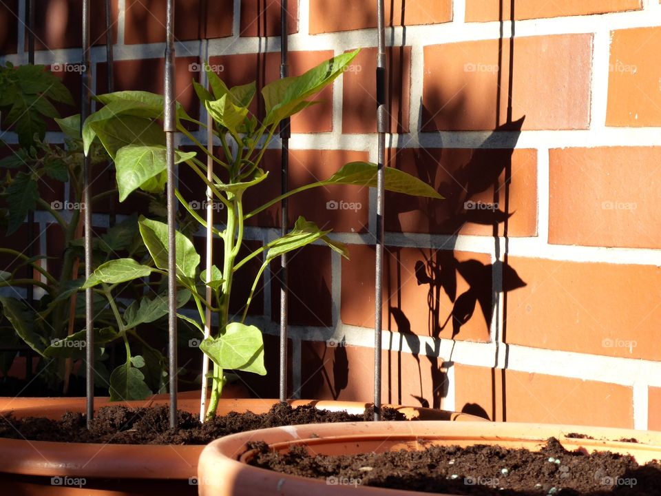 Pepper and trellis 