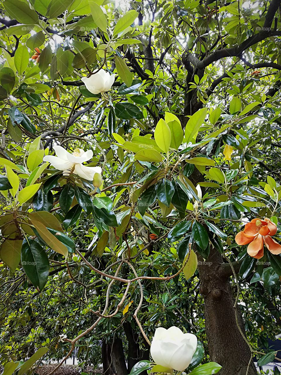 Magnolia tree in bloom