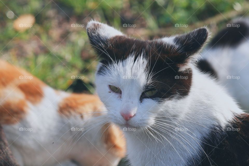 I don't know why, but I feel this cat was a chinese general in his previous life.