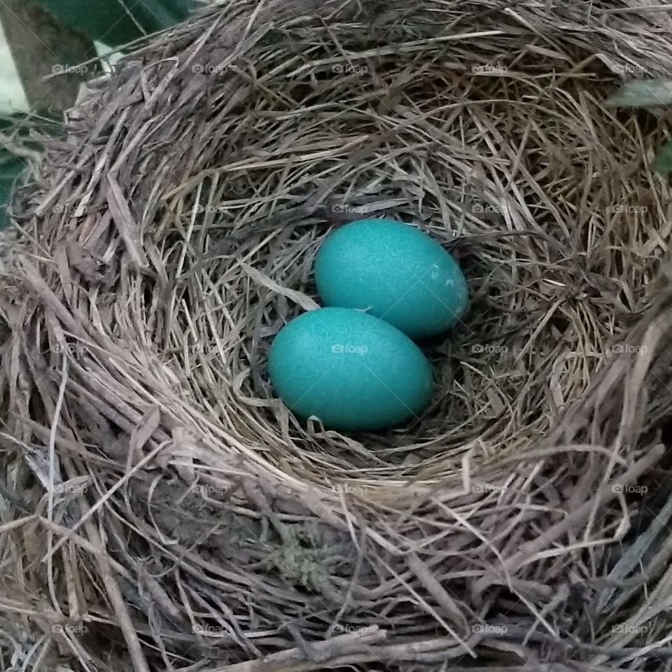 These Blue Robin's eggs set safety amongst the straw nest till it's time to hatch.
