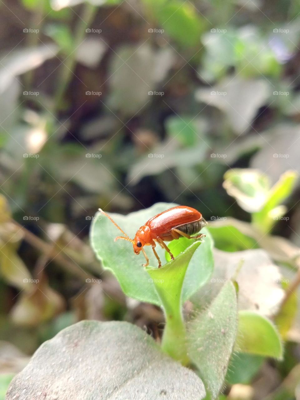 amazing pic of orange colour insect