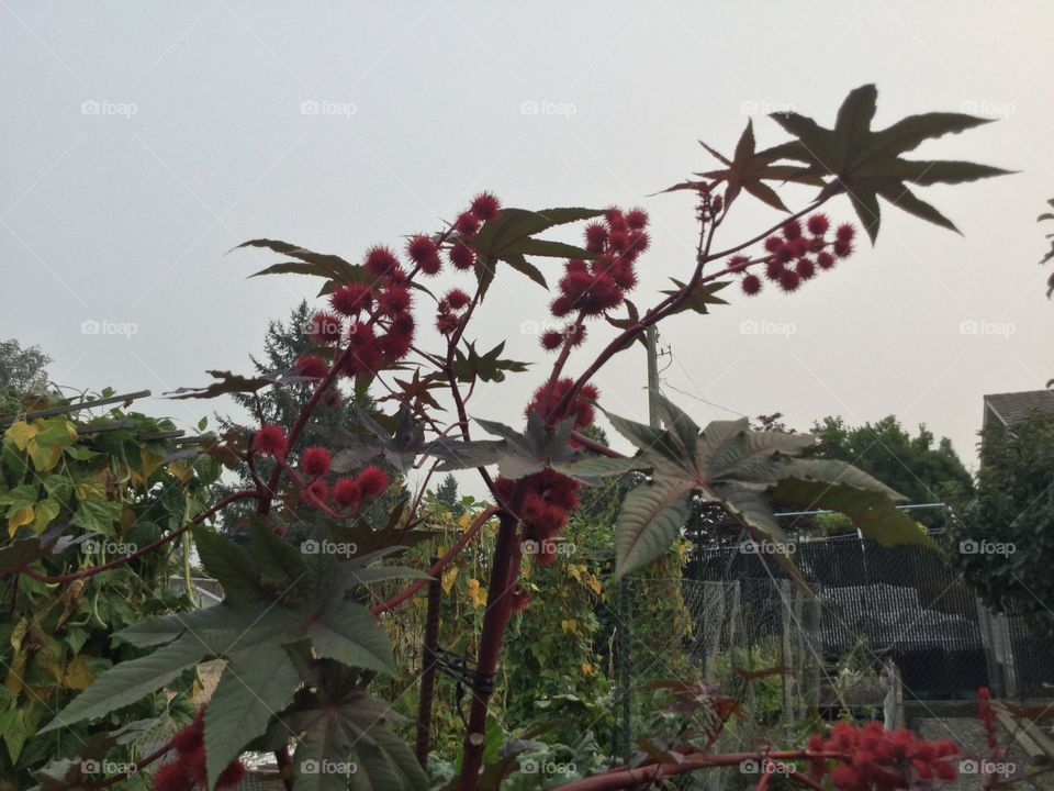Red plants in a Garden 