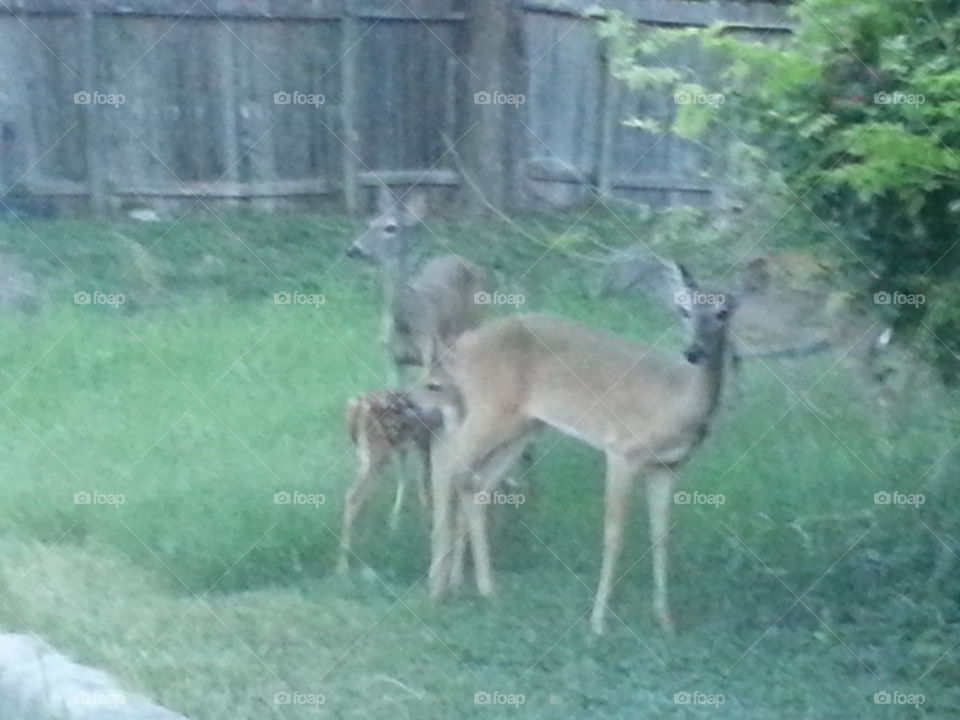 Deer with fawn. semi blurry photo of deer with young fawn, baby deer