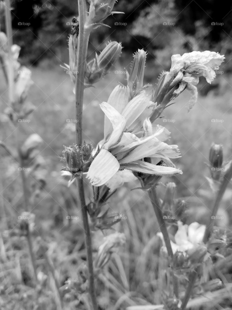 Chicory. Flower. Summer.
