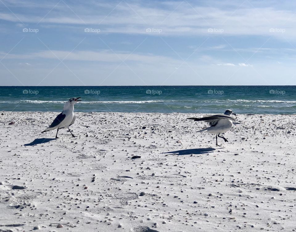 One territorial seagull scolding and chasing away another on sunny beach 