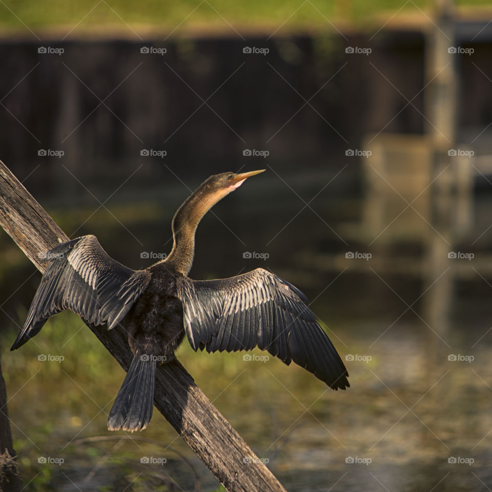 Limpkin Bird Sunbathing