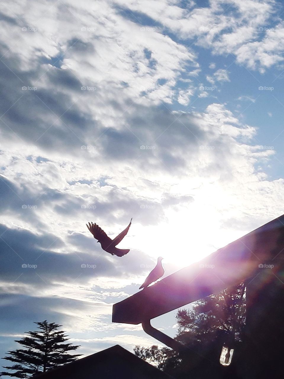 silhouette of dove flying from a roof