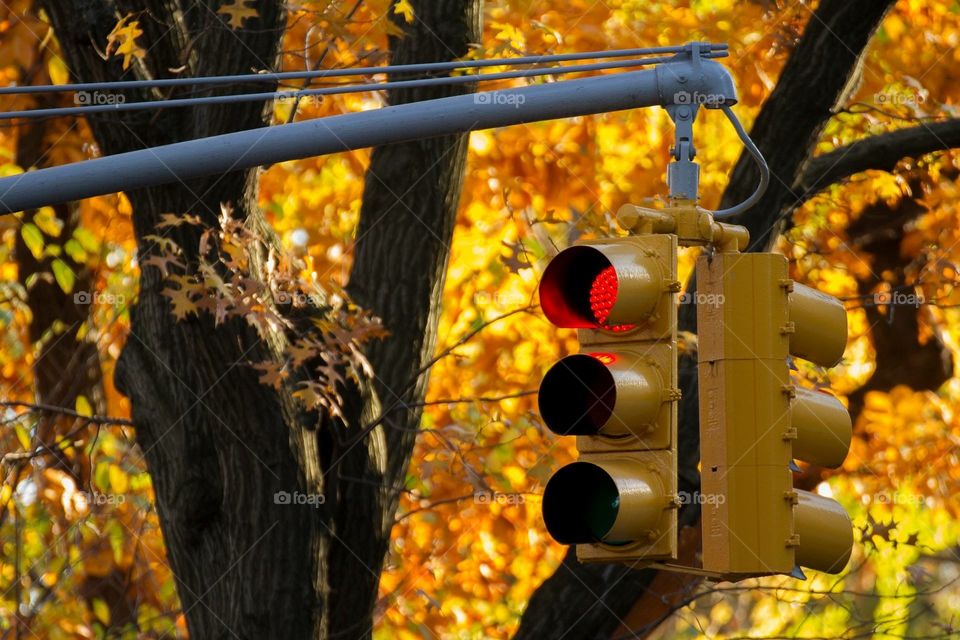 Autumn Traffic Light