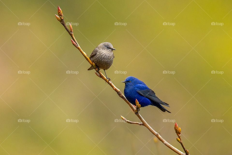 Nature Swan Owl Birds