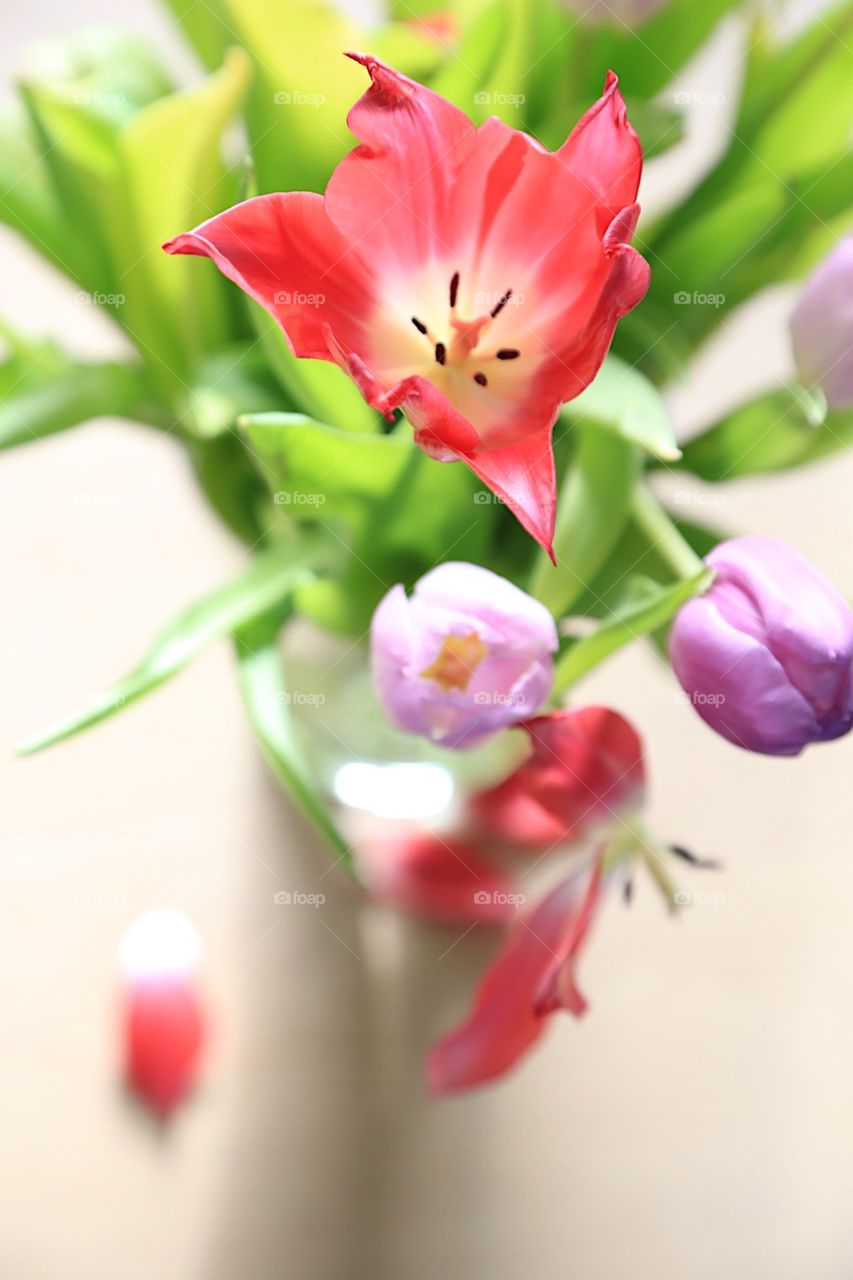 Pretty tulips in a vase seen from above 