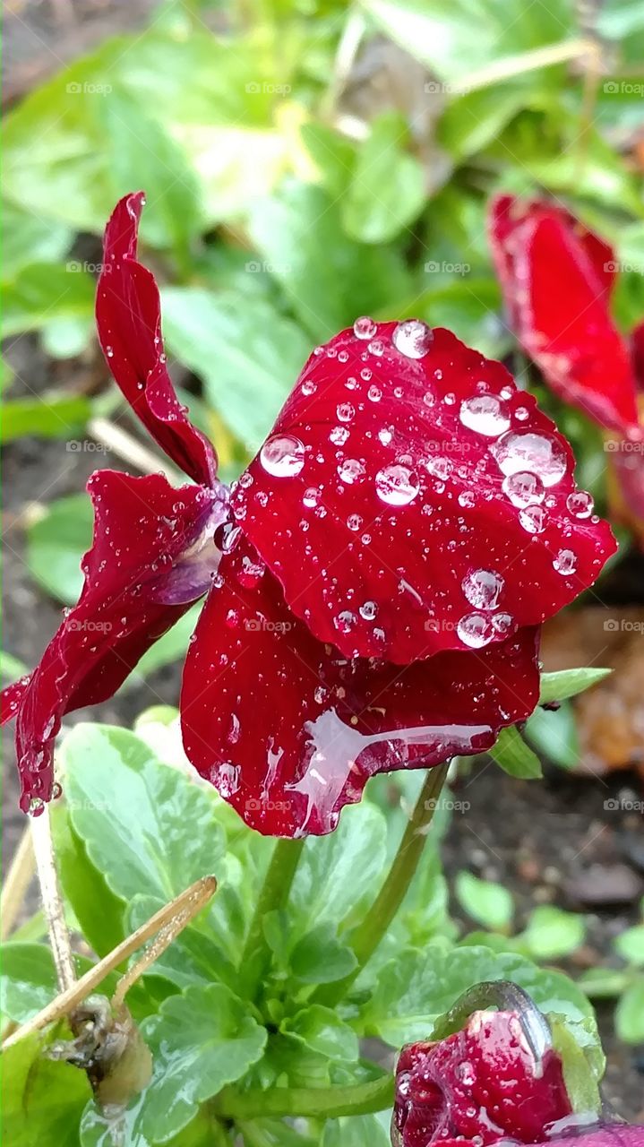 Nature, Leaf, Garden, Flora, No Person