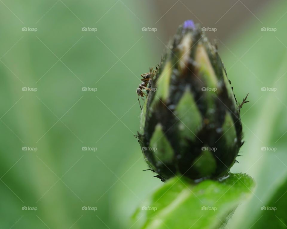 Ant on flower bud