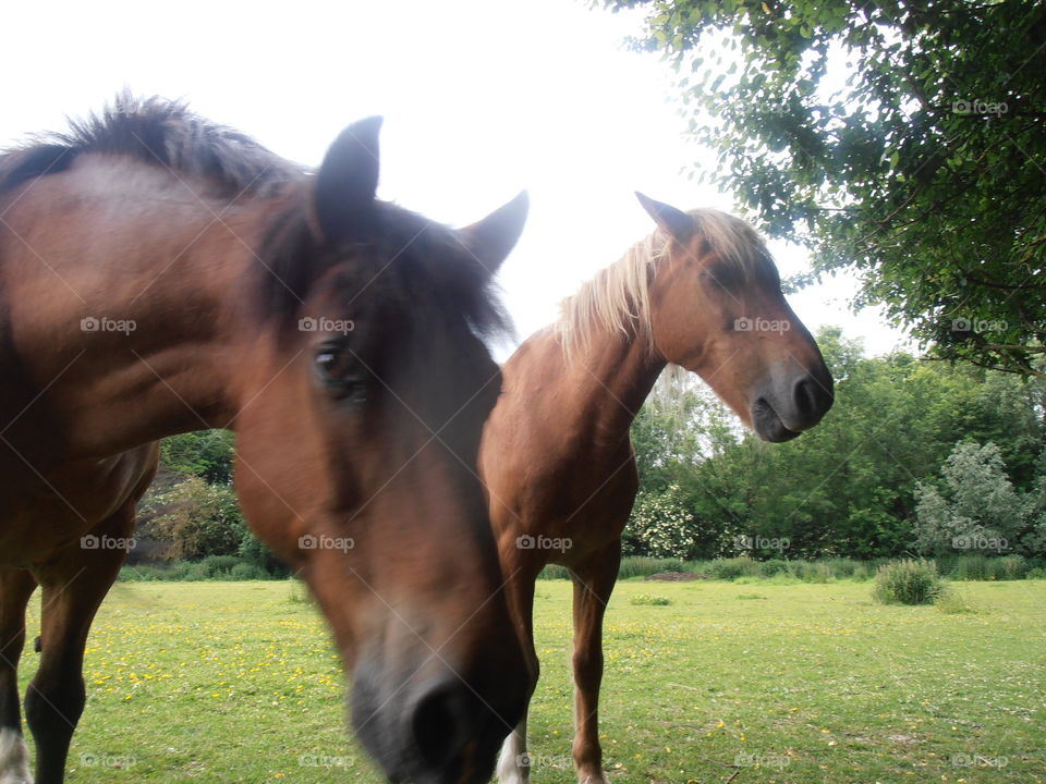 Two Horses In A Field