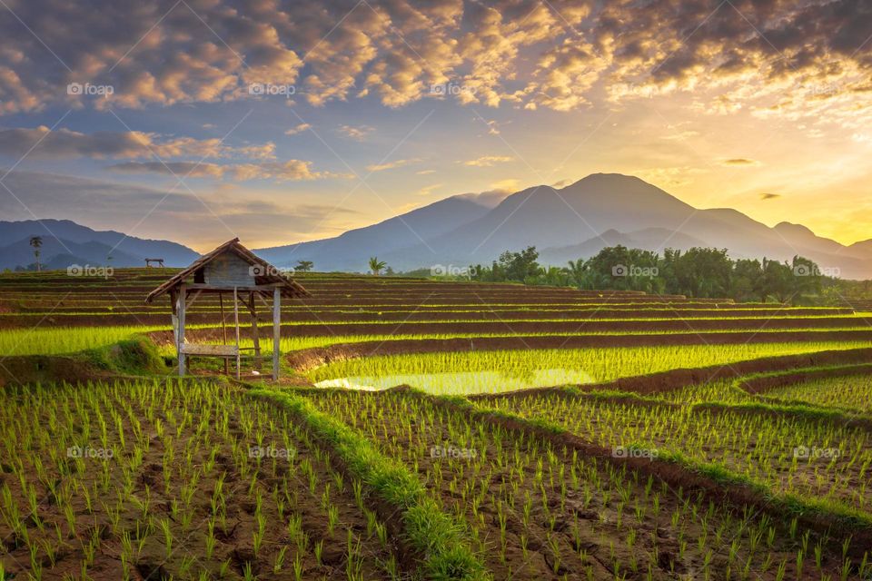 morning at paddy fields